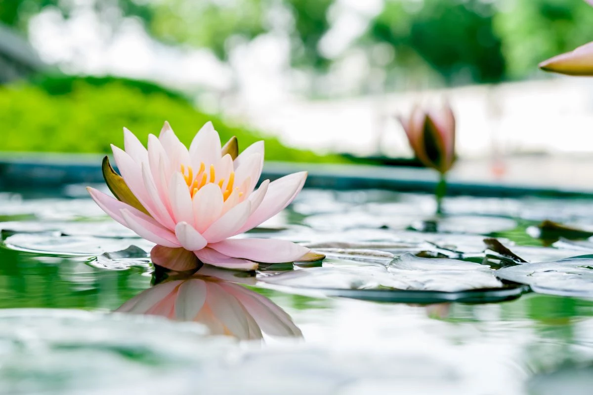 Flor de Lótus Um Guia Completo Sobre Ela